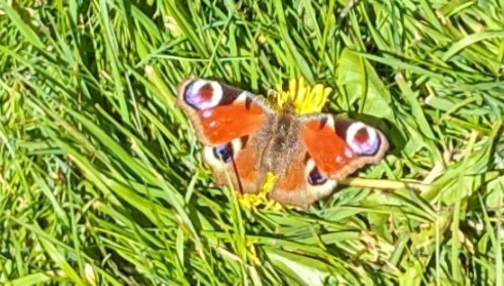 2024.04.21 A Red Admiral in Teignmouth Old Cemetery