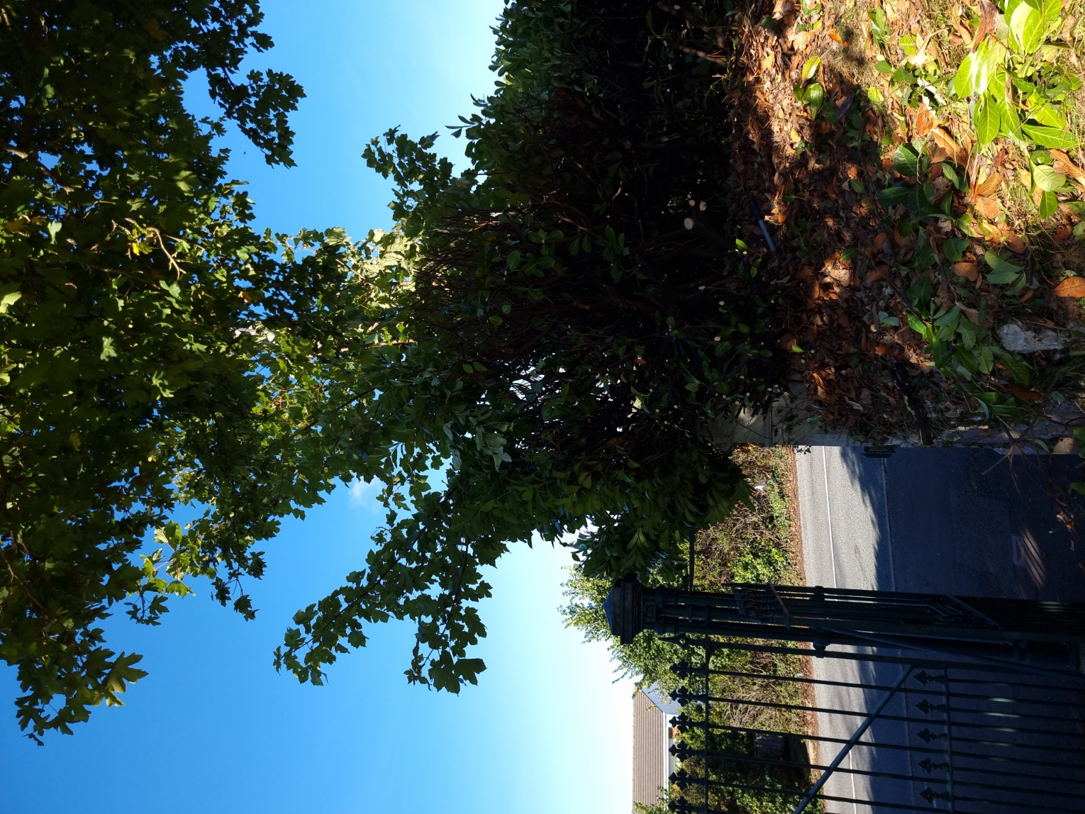 Lots of ivy and saplings had grown by the gate post