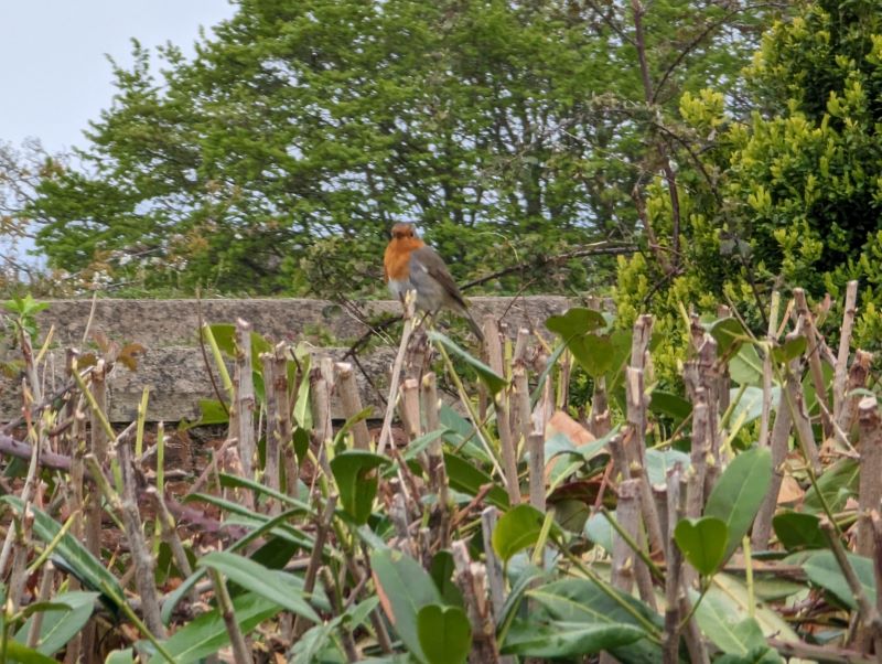 friendly robin 2 rs