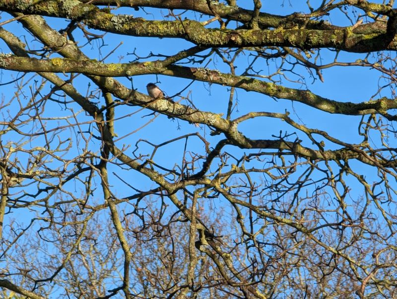long tailed tit